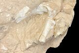 Fossil Tortoise (Stylemys) with Visible Limb Bones - Wyoming #146601-3